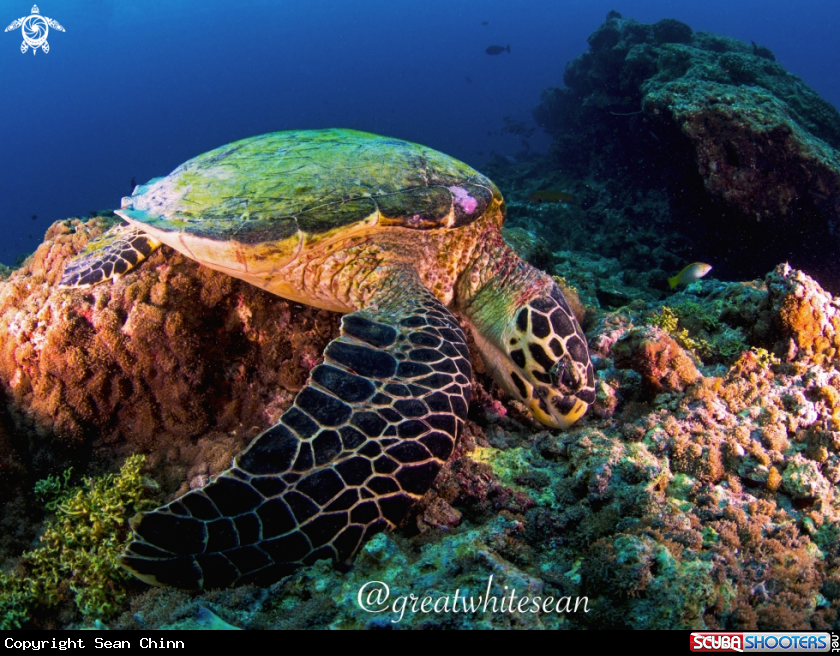 A Hawksbill Turtle