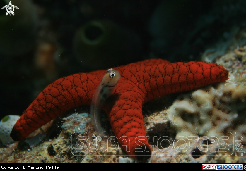 A Blenny