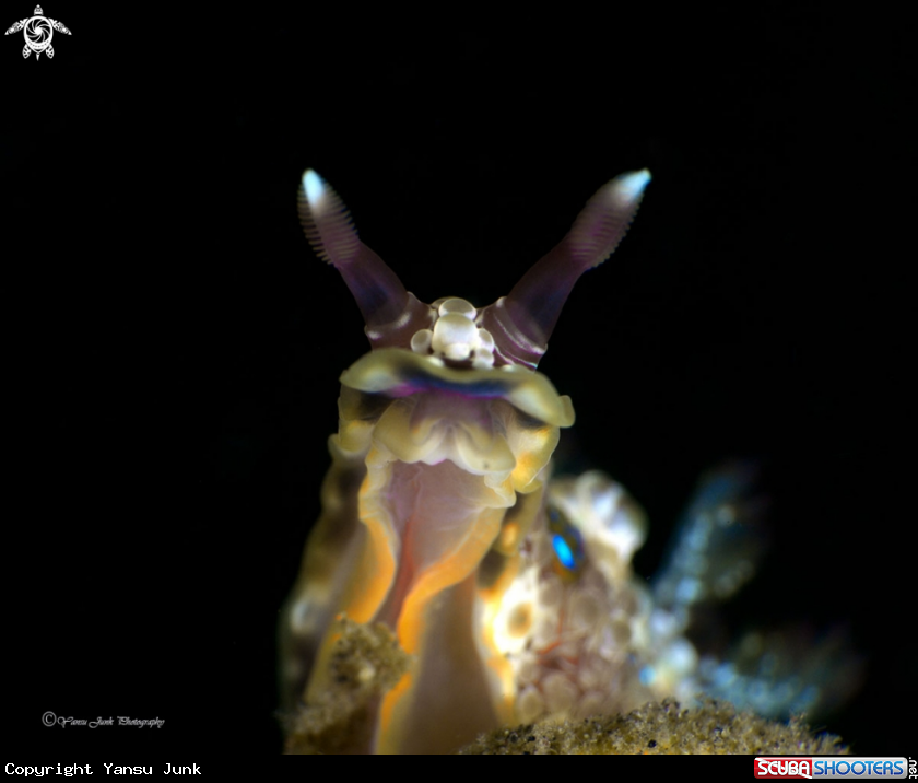 A Dendrodoris