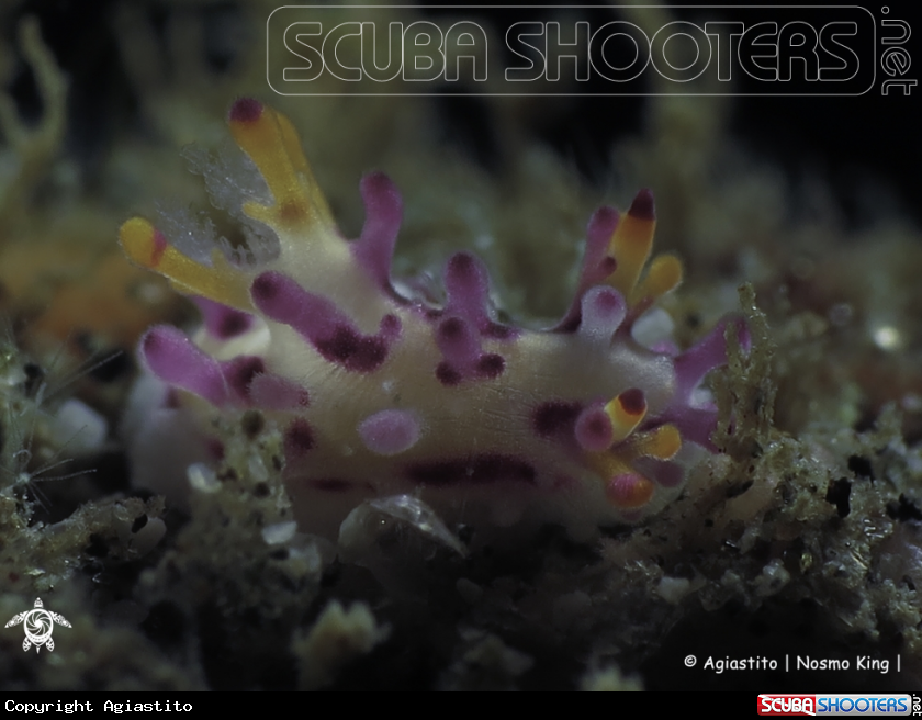 A Aegires villosus