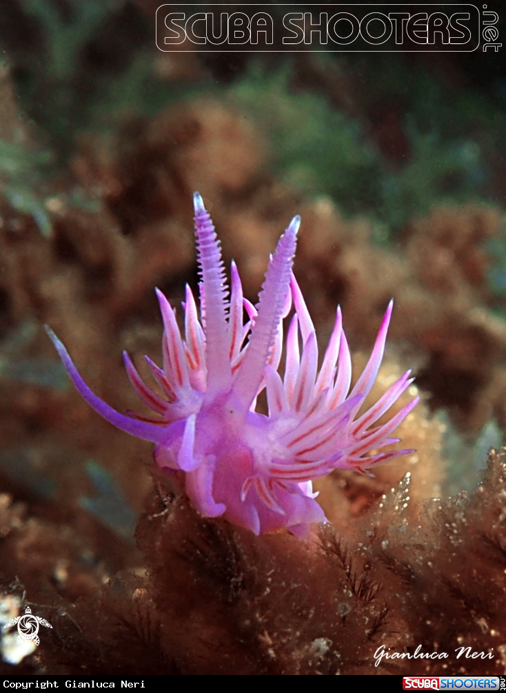 A Flabellina