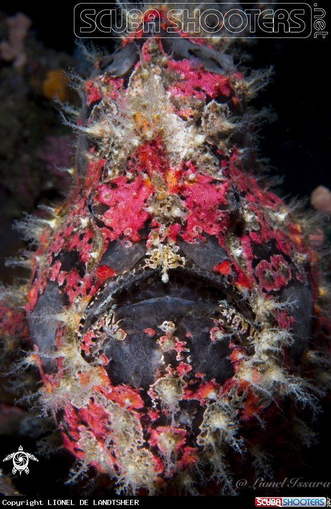 A Frogfish