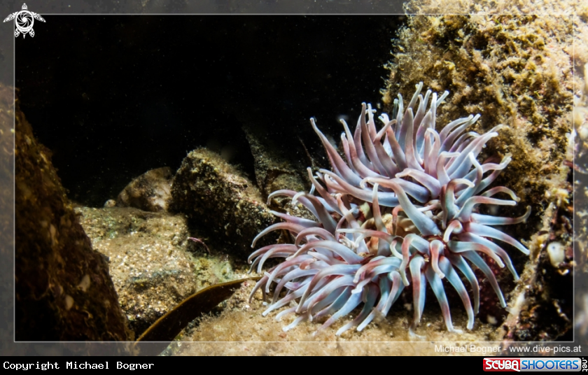 A Anemone