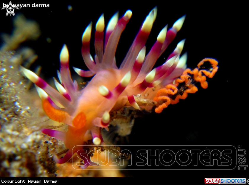 A Flabellina expotata 