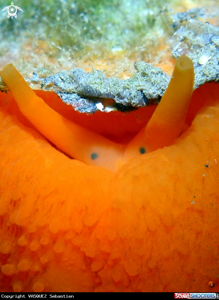 A Umbraculum umbraculum