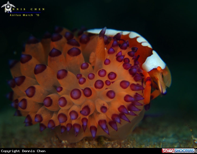 A Shrimp & Nudi
