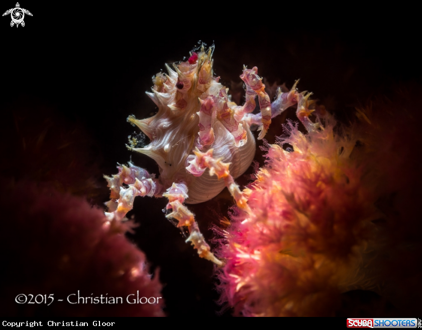 A Candy crab