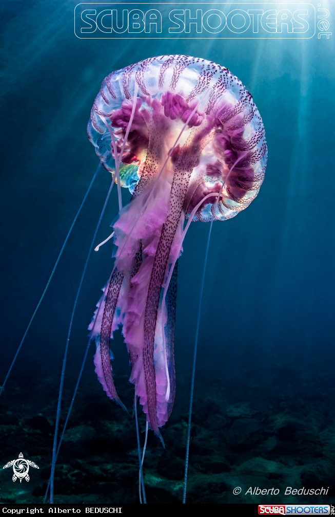 A Pelagia Noctiluca