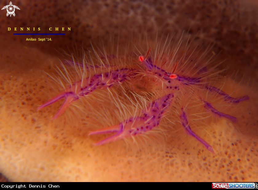 A Pink & Hairy