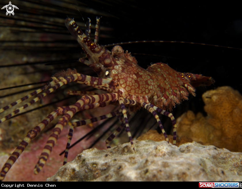 A Marbled shrimp
