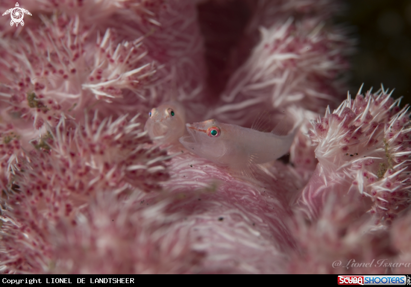 A Gobies 