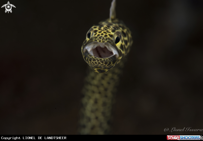 A Garden Eel 