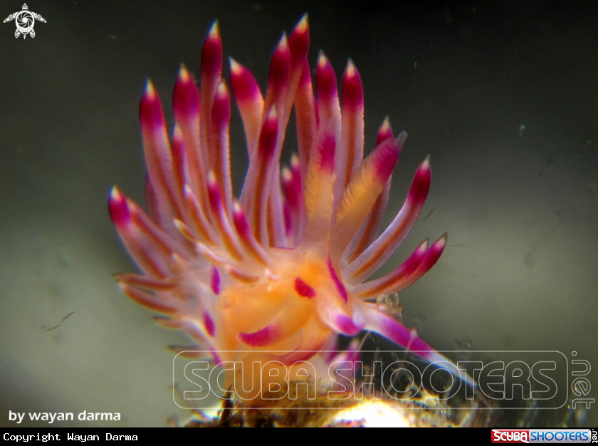 A Flabellina expotata 