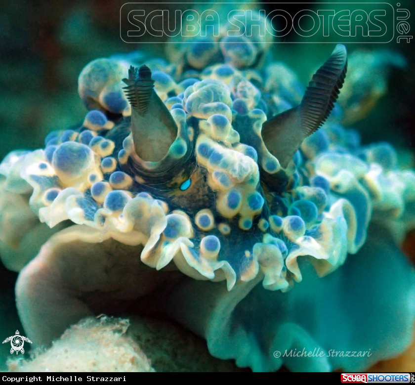 A Krusenstern's Dendrodoris
