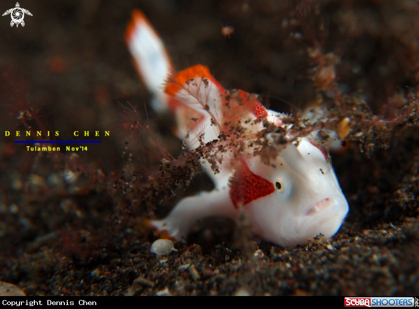 A Frog Fish
