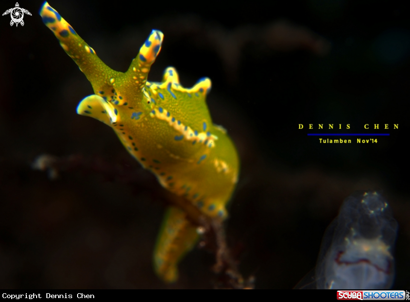 A Nudi