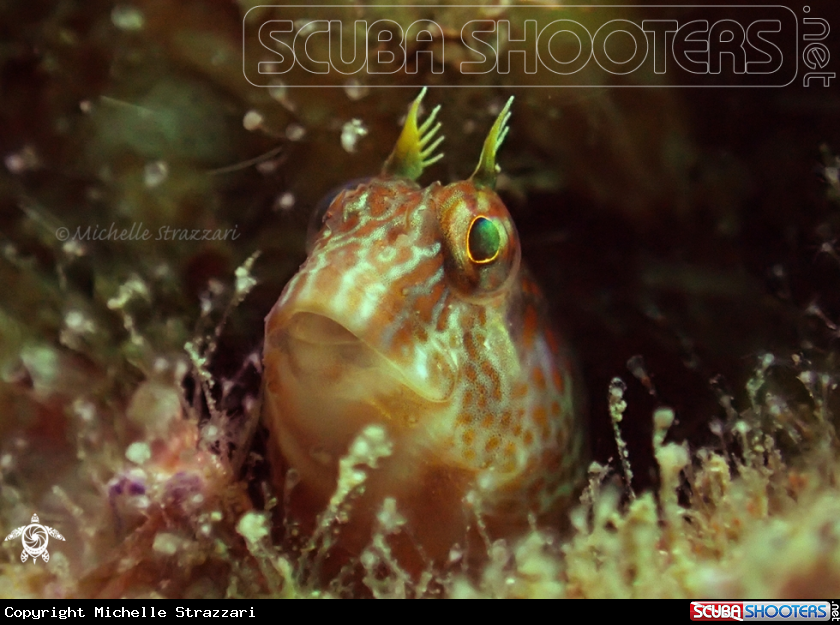 A Horned Blenny