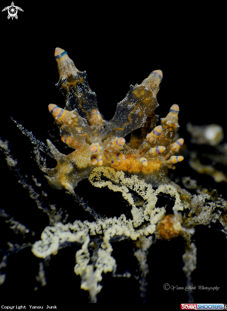 A Eubranchus Mandapamesis  