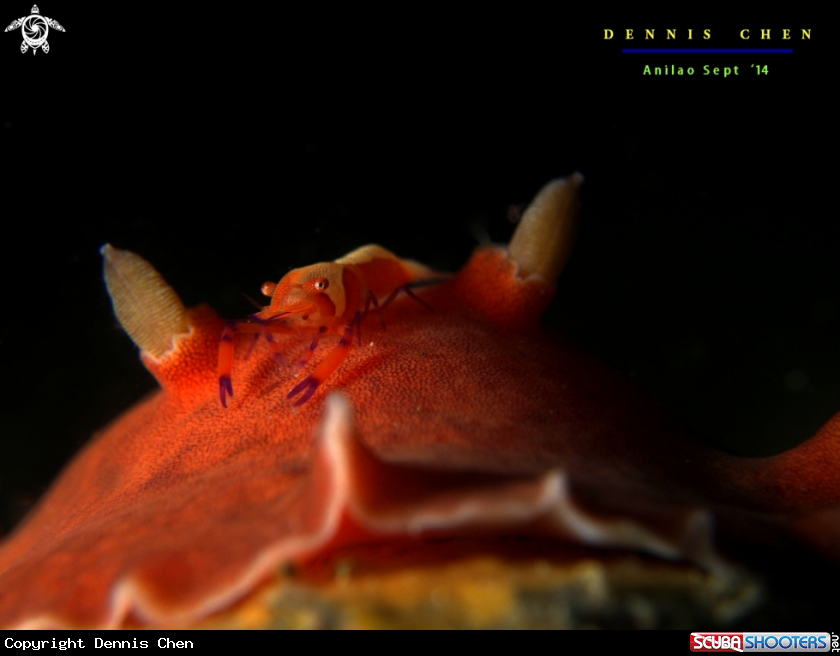 A Periclimenes imperator 