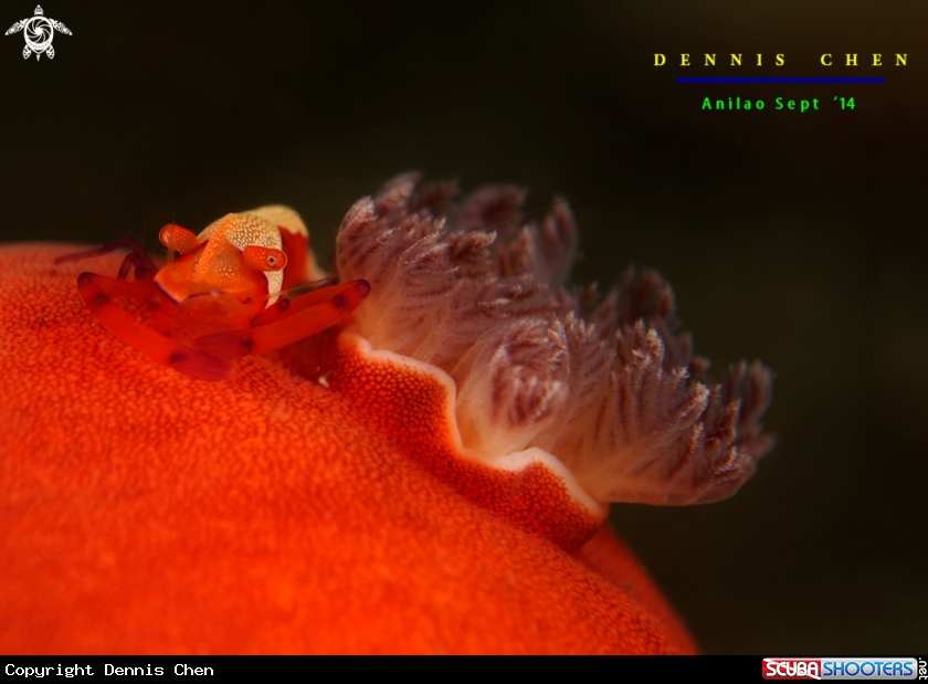 A Periclimenes imperator 