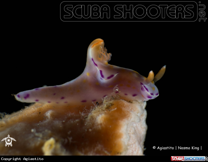 A Ceratosoma tenue
