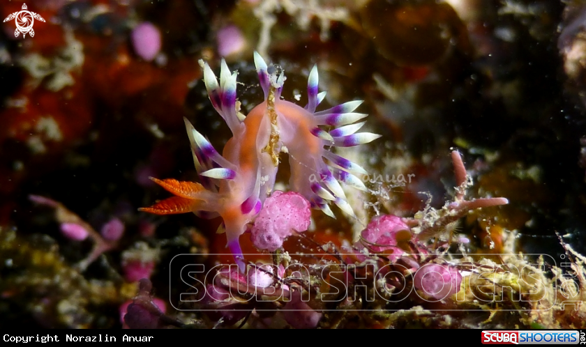A Flabellina exoptata
