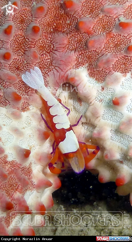 A Emperor shrimp