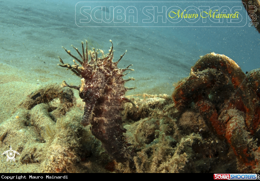 A Sea horse