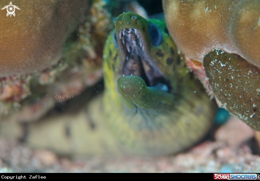 A Moray Eel 