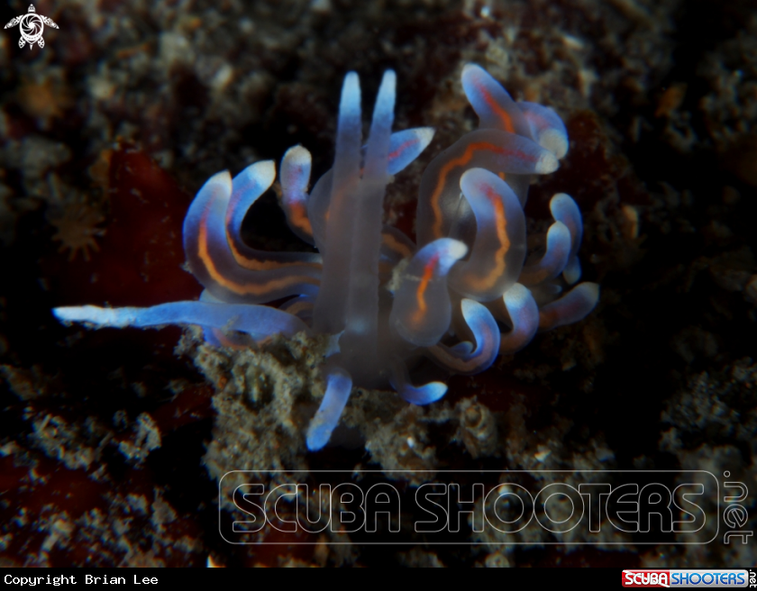 A Nudibranch