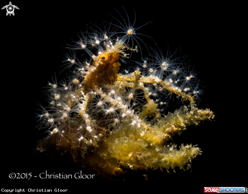A Decorator spider crab