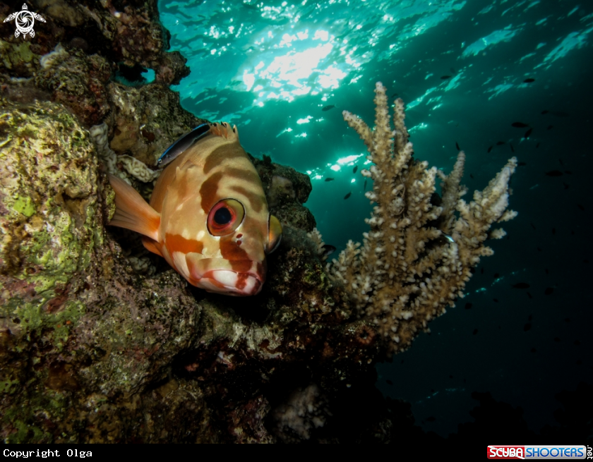 A coral grouper