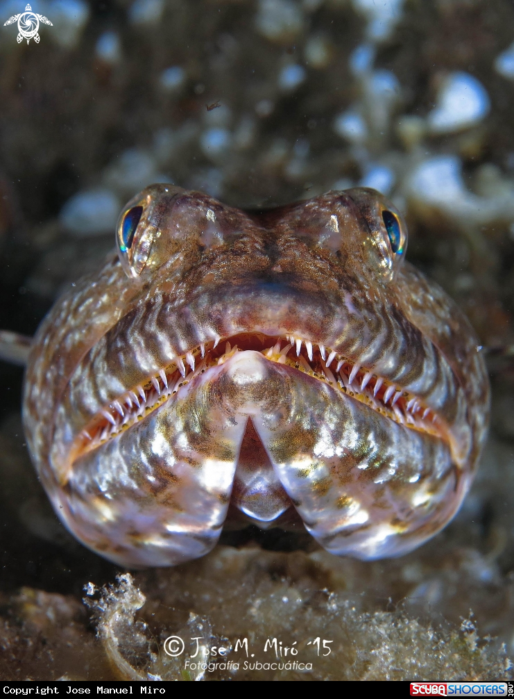 A Pez Lagarto