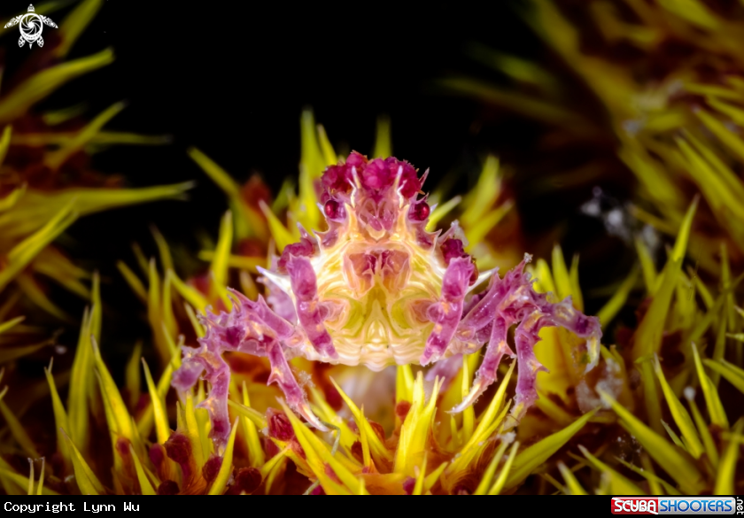 A Candy Crab