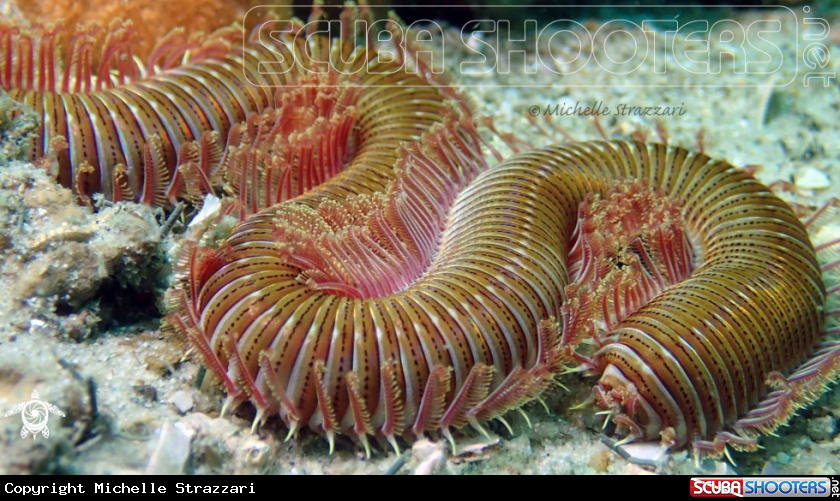 A Annelid Worm
