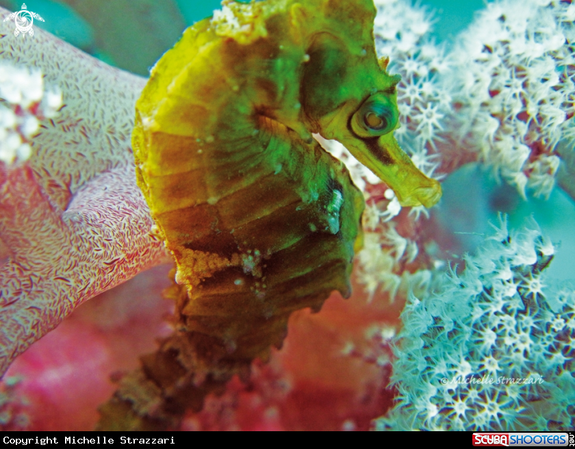 A White's Sea Horse