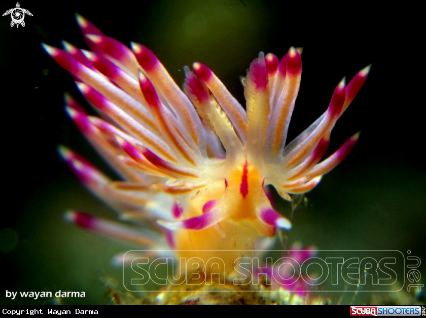 A Flabellina rubrolineata 