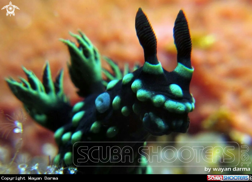 A nembrotha cristata 