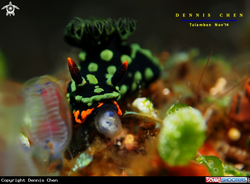 A Nembrotha kubaryana
