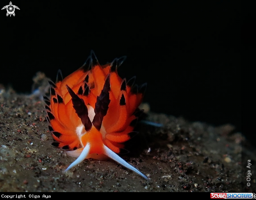 A Favorinus tsuruganus