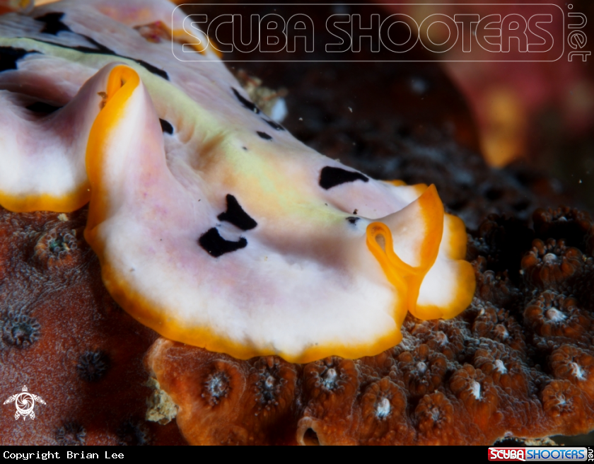 A Flatworm