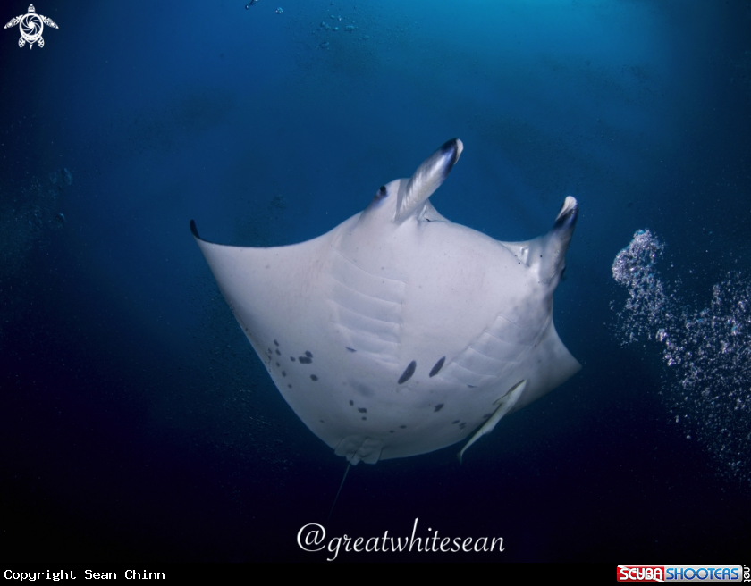 A Manta Ray