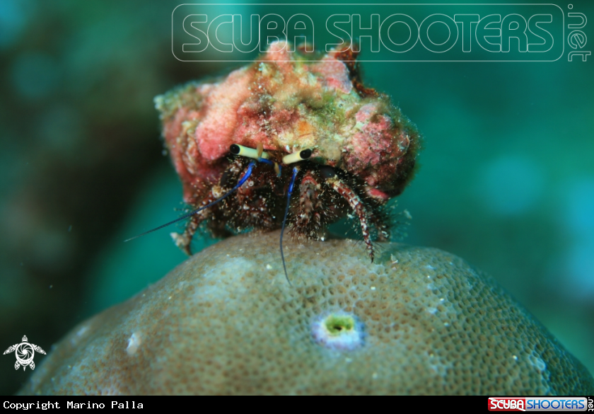 A hermit crab