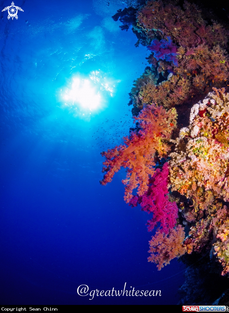 A Coral 
