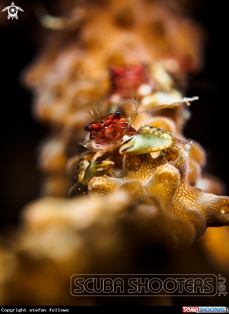 A Porcelain Crab