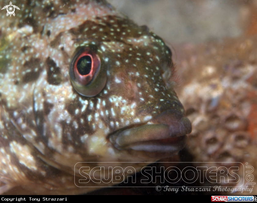 A Kelpfish