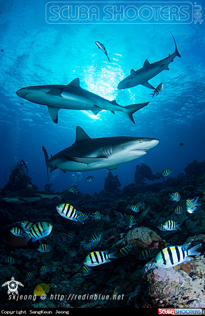A Gray reef shark