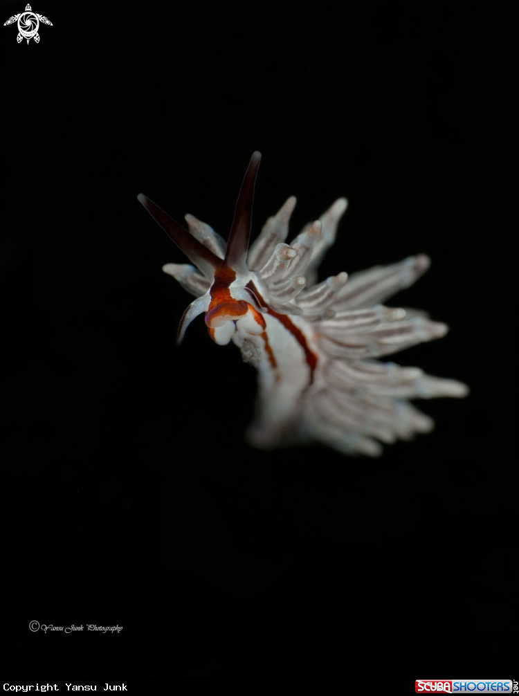 A Eubranchus Sp