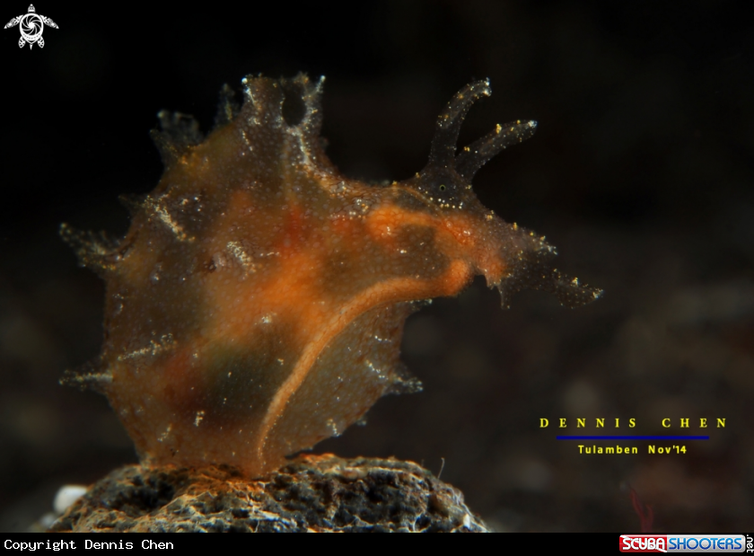 A Notobryon wardi