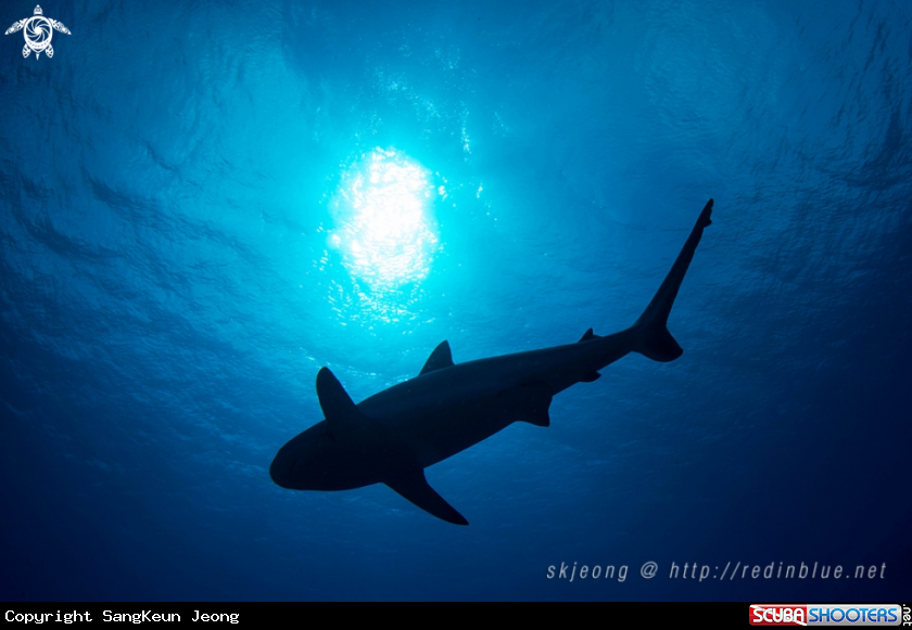 A Gray reef shark